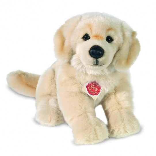 Golden Retriever assegut 25 cm